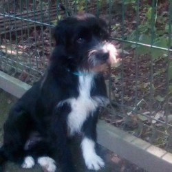 Toby