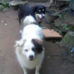 Roki