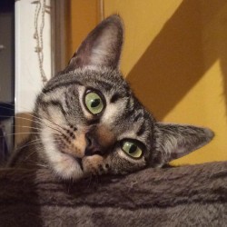 Juno