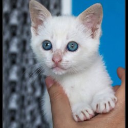 Bubu