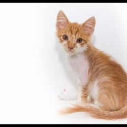 Garfield