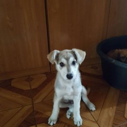 Indi