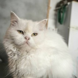 Katty
