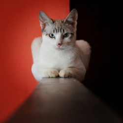 Calypso