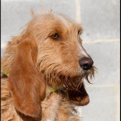Dulcinea