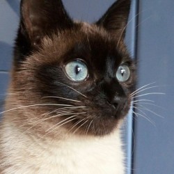Lia