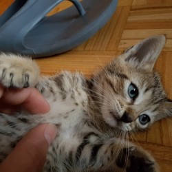 Logan