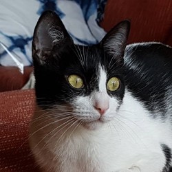 Minet