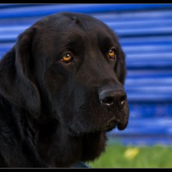 Negrita