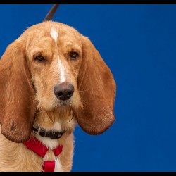Sancho