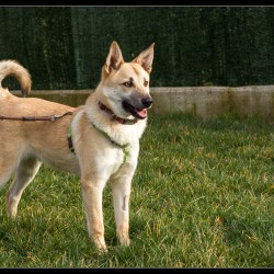 Chico