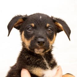Siku