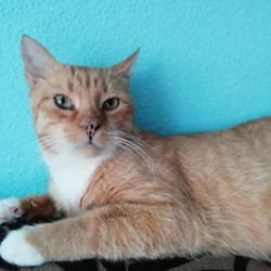 Odín