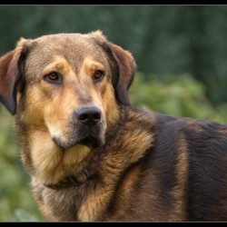 Carmela