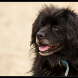 Marley