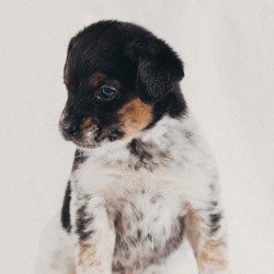 Arlo