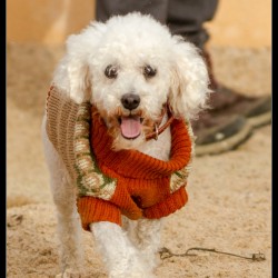 Toby
