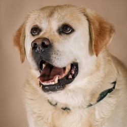 Bubu