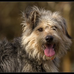 Golfo