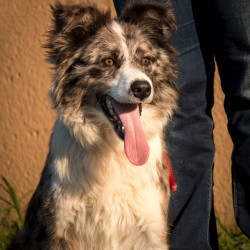 Merlín