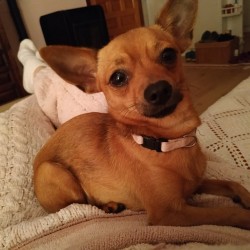 Pia