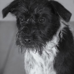 Nika
