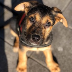 Simba