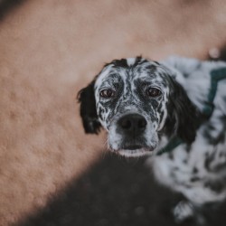 Kora