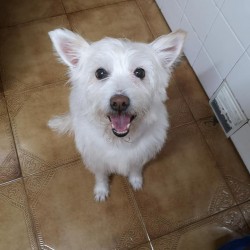 Suri