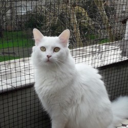 Tico
