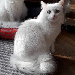 Pelusa