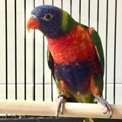 Eros