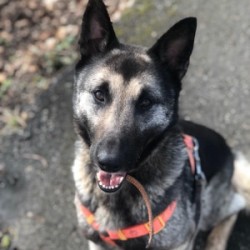 Laika