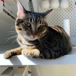 Coco