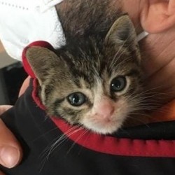 Amelia