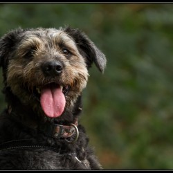 Toby 