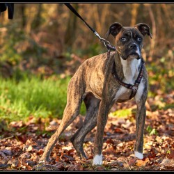 Heidi
