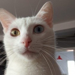 Elliot