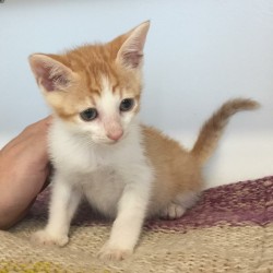 Simba
