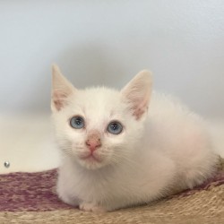 Casper