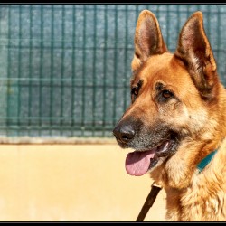 Tosca