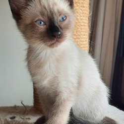 Aramis