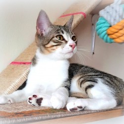 Ciro