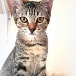 Porthos
