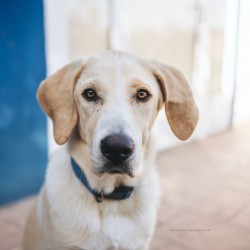 Adopta cachorro en Asturias - Albergaria - La Nueva España