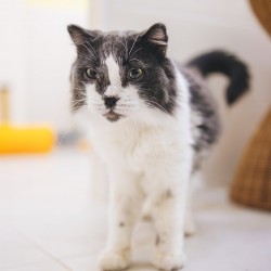 Merlín