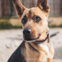 Kira