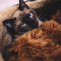 Willow