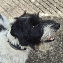 Bopi