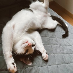 Ñoqui